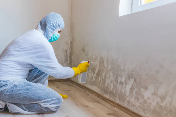 Licensed Mold Remediation service in Mechanicsville, VA - 24 Hour Mold Removal
