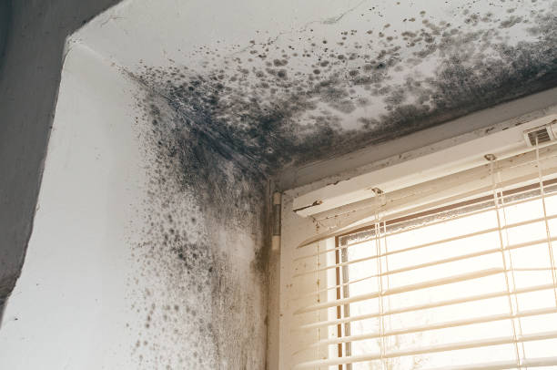 Affordable Mold Remediation solutions in Mechanicsville, VA